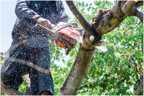 tree services Harriston